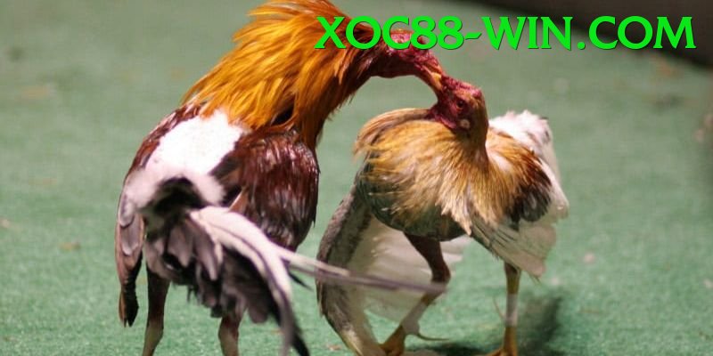 Cách Đọc Kèo Đá Gà